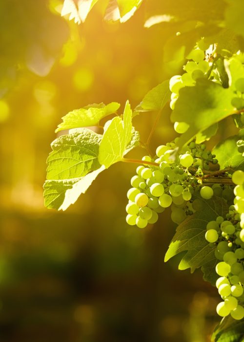 Santorini vineyards