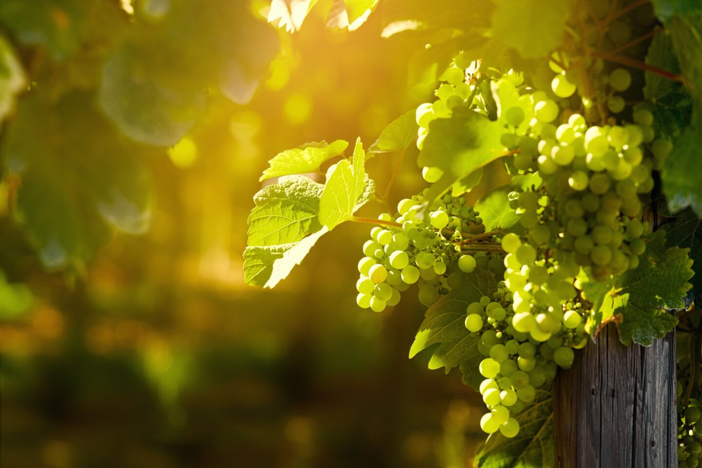 Santorini vineyards